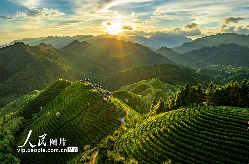高山茶畑の美しい朝景色　 広西・金秀
