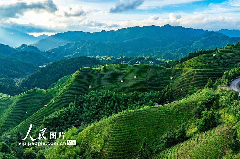 高山茶畑の美しい朝景色　 広西・金秀