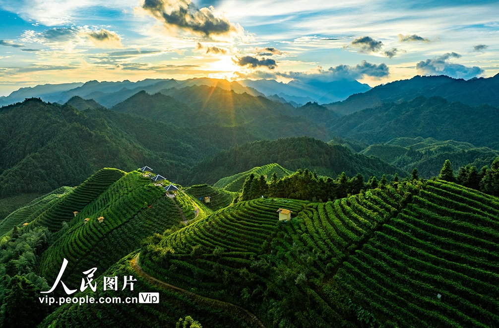 高山茶畑の美しい朝景色　 広西・金秀