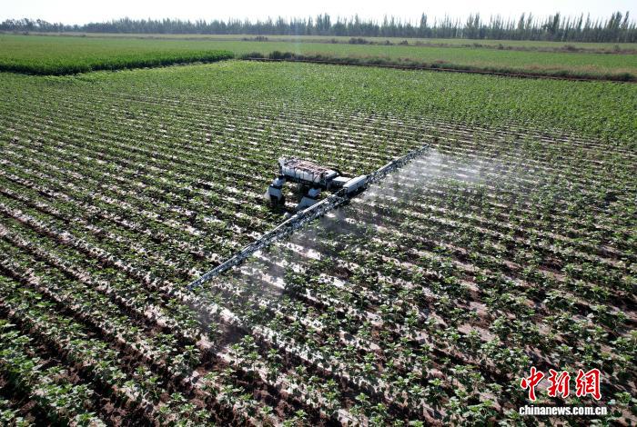 農作業を行っているロボット。撮影・陳健生