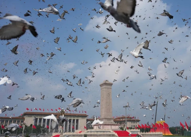 北京市で盛大に行われた中国人民抗日戦争ならびに世界反ファシズム戦争勝利80周年記念大会で放たれたハト(9月3日撮影・牟宇)。