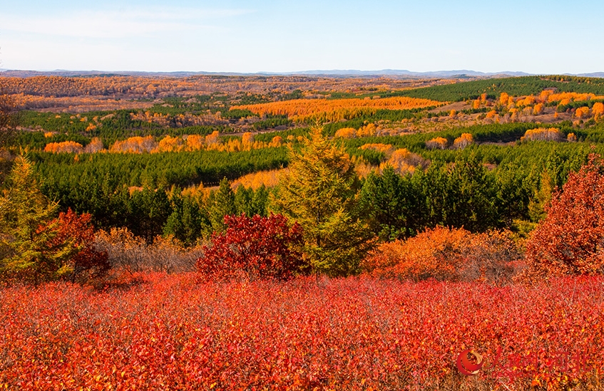 この時期ならではの美しい秋景色が広がる河北省囲場