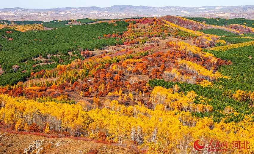 この時期ならではの美しい秋景色が広がる河北省囲場