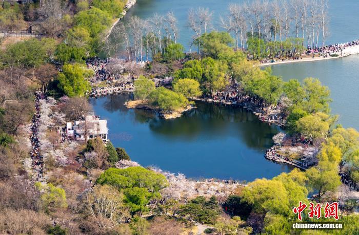 花の見頃を迎え、多くの花見客が訪れた玉淵潭公園の一角(2025年3月撮影・張煒)。