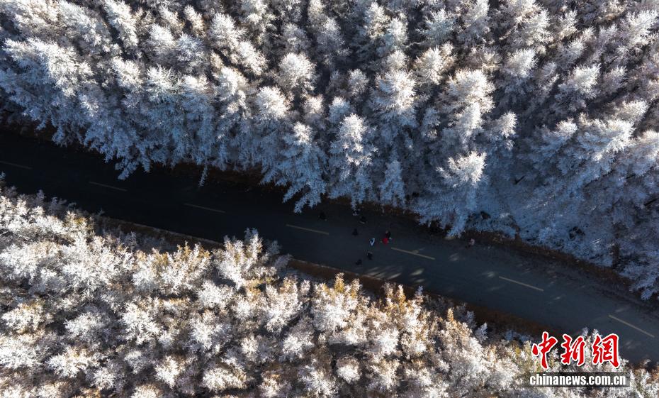 黄金色と白のコラボが美しい内蒙古の秋