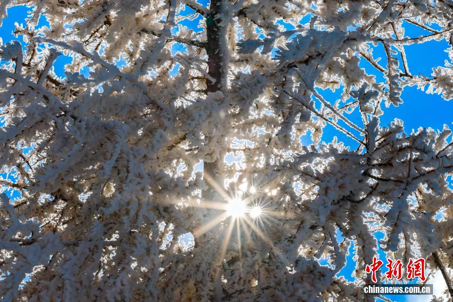 黄金色と白のコラボが美しい内蒙古の秋