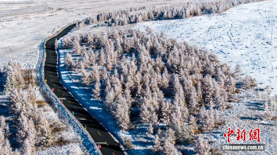 黄金色と白のコラボが美しい内蒙古の秋