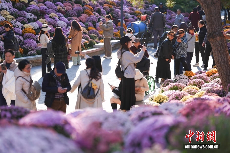 満開を迎えた日壇公園の菊の花が観光客を魅了　北京