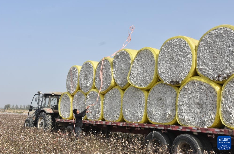 豊作を迎えた綿花畑で収穫シーズンスタート　新疆