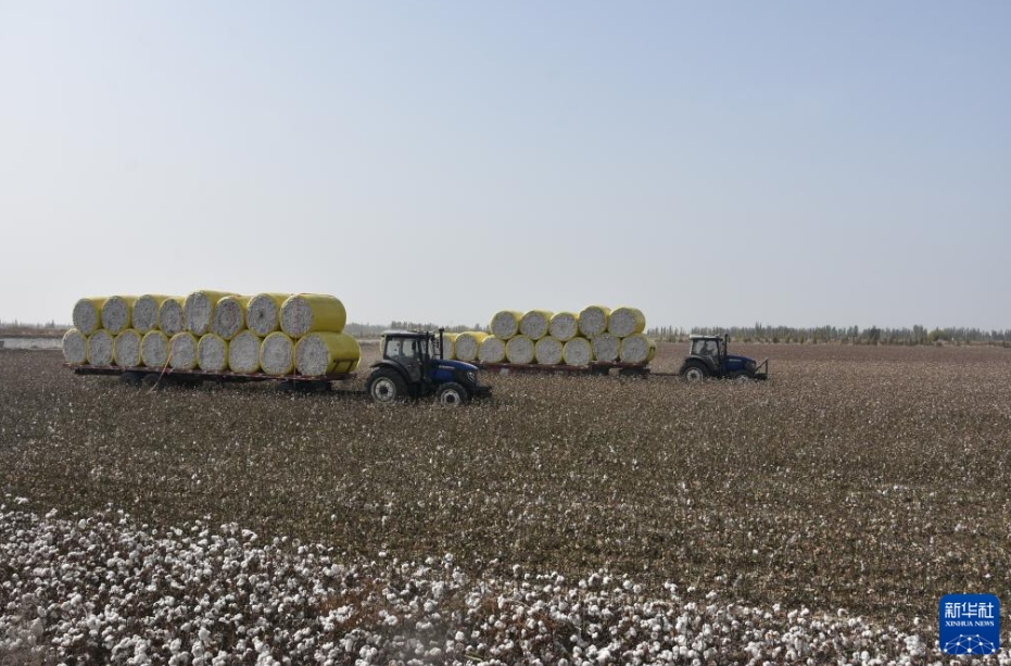豊作を迎えた綿花畑で収穫シーズンスタート　新疆