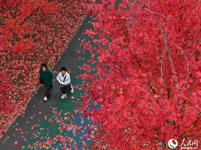 真っ赤に紅葉したカエデの下で秋を満喫　吉林省長春
