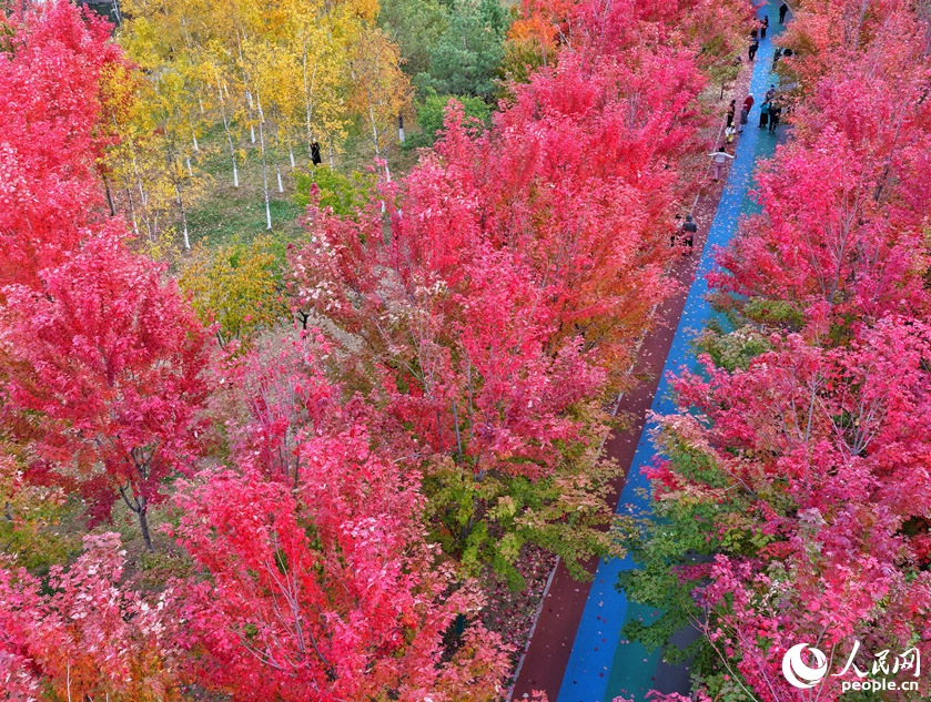 真っ赤に紅葉したカエデの下で秋を満喫　吉林省長春