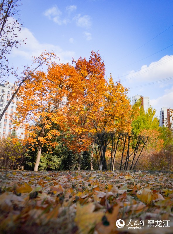 美しい哈爾浜の秋　黒竜江省