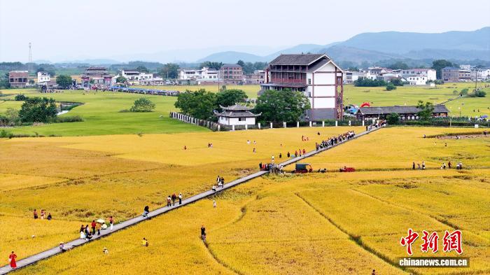 観光客を魅了する風に揺れる稲穂　広西・柳城