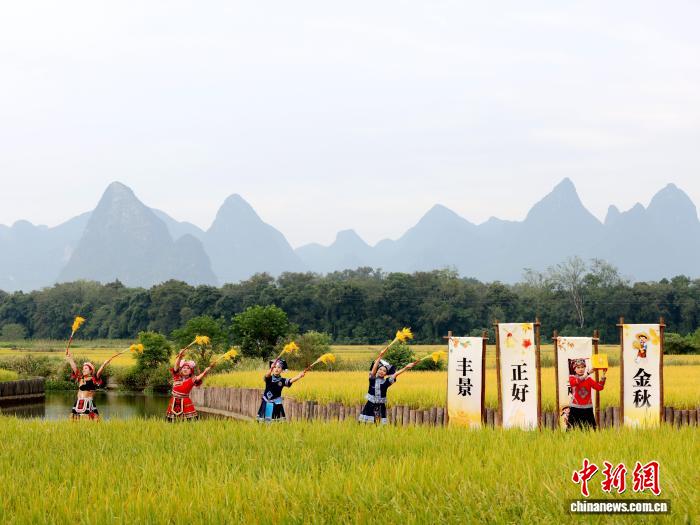 観光客を魅了する風に揺れる稲穂　広西・柳城