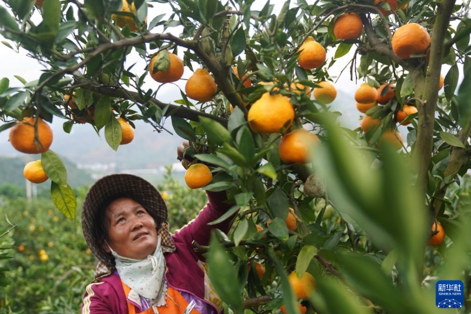 農家の増収を後押しするミカン産業　雲南省華寧