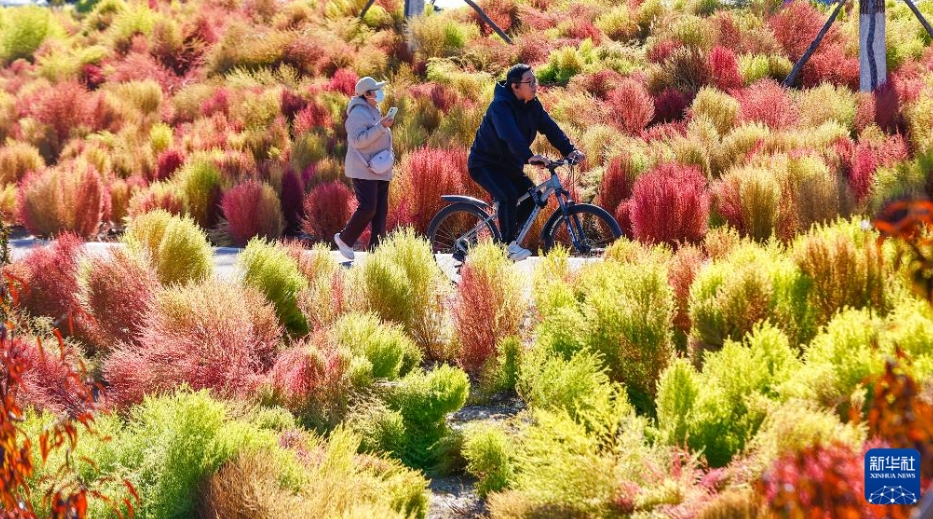 中国各地、華やぎを増す秋景色