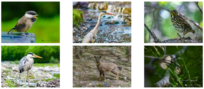五台山に生息する動物たち(撮影・楊国軍)。