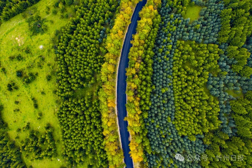 五台山の森林の植生(撮影・楊国軍)。