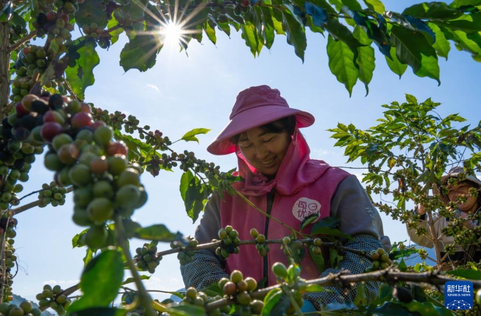 コーヒーの収穫シーズンが到来　雲南省保山