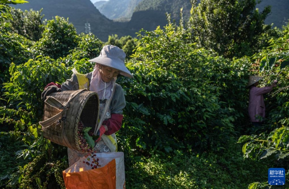 コーヒーの収穫シーズンが到来　雲南省保山