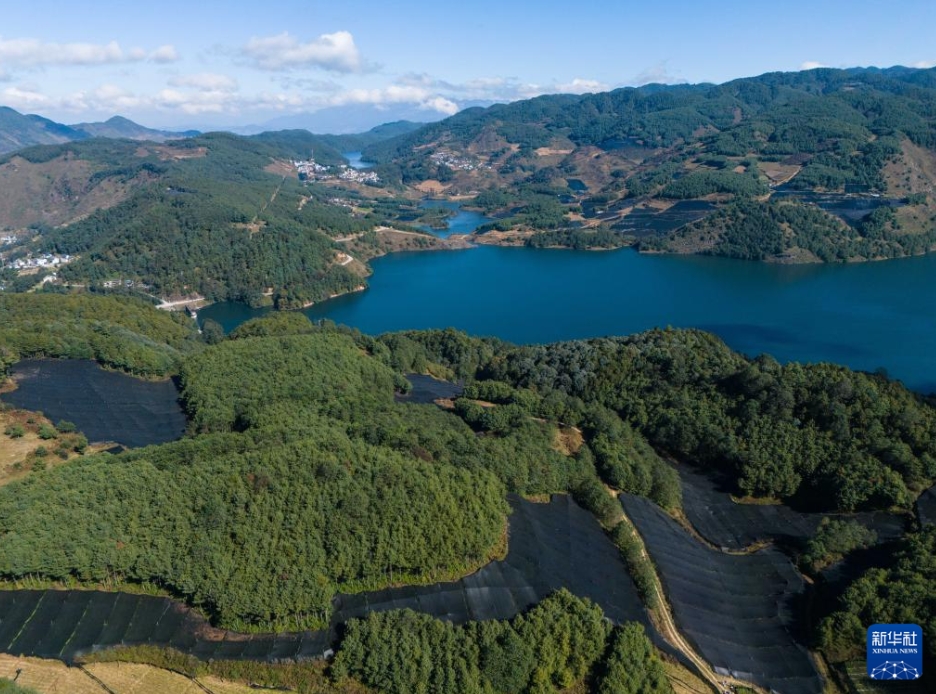 ワサビ栽培で農家の増収をバックアップ　雲南省保山市