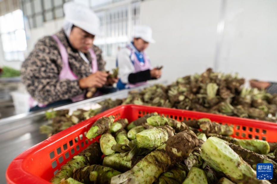 ワサビ栽培で農家の増収をバックアップ　雲南省保山市