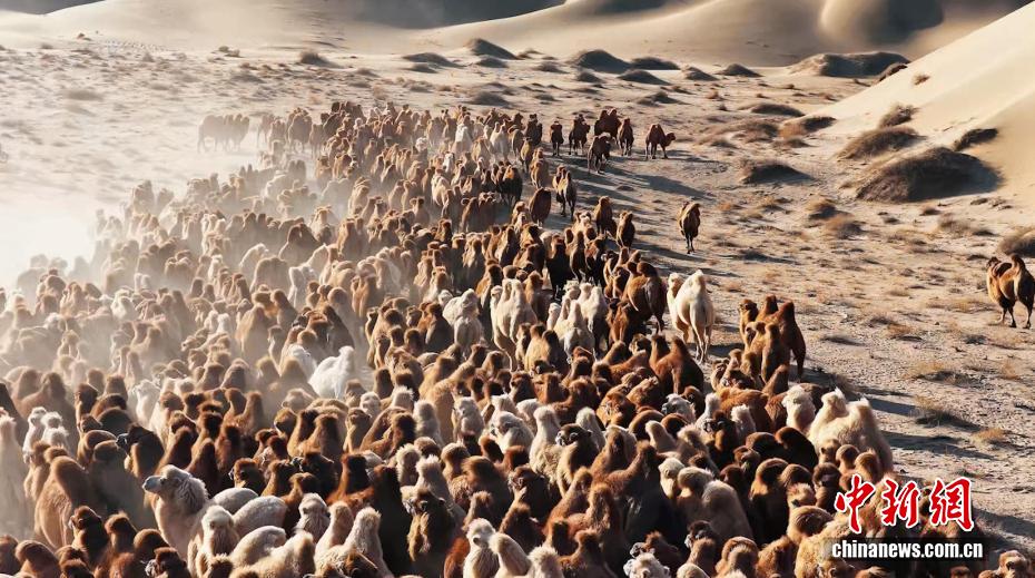 冬の砂漠を大移動するラクダ　内蒙古・阿拉善