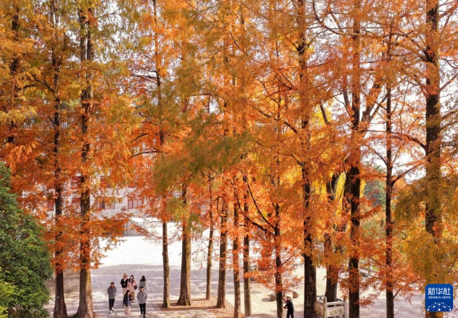 「冬のビューティーモード」中国各地に広がる初冬の絶景