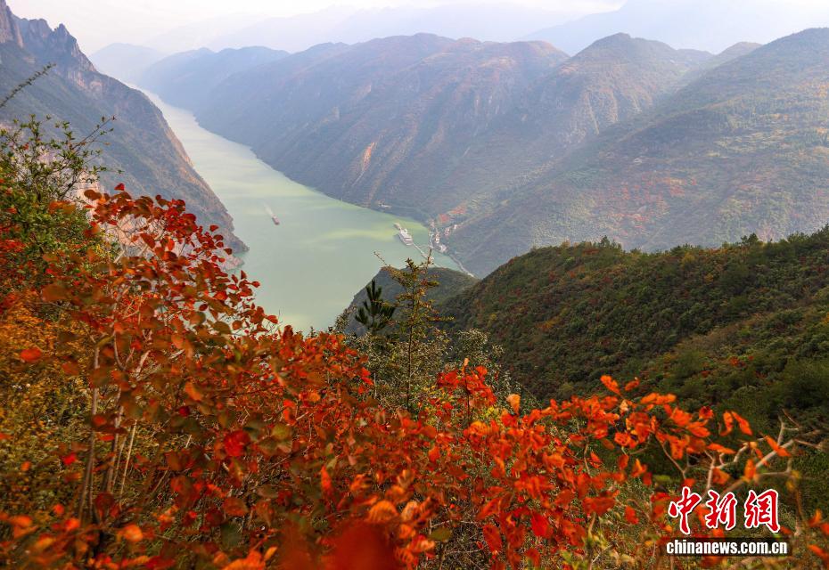 長江巫峡の両岸を彩る鮮やかな紅葉　重慶市巫山
