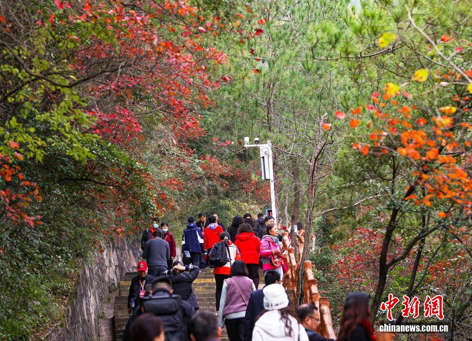 長江巫峡の両岸を彩る鮮やかな紅葉　重慶市巫山