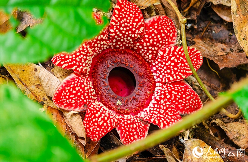 根も葉もない鮮やかな寄生花を雲南省で確認
