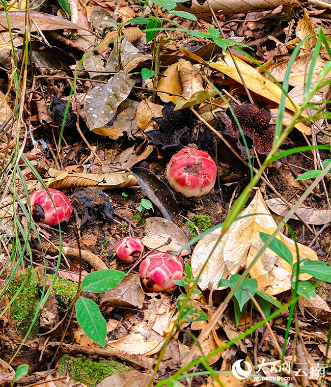根も葉もない鮮やかな寄生花を雲南省で確認