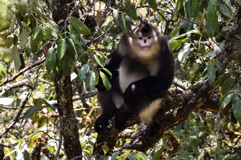 雲南雲竜天池国家級自然保護区内で確認された雲南キンシコウ。画像提供・雲竜県メディアコンバージェンスセンター