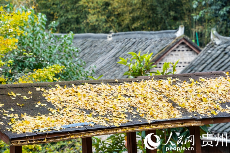 屋根の上に落ちたイチョウの葉。撮影・陽茜