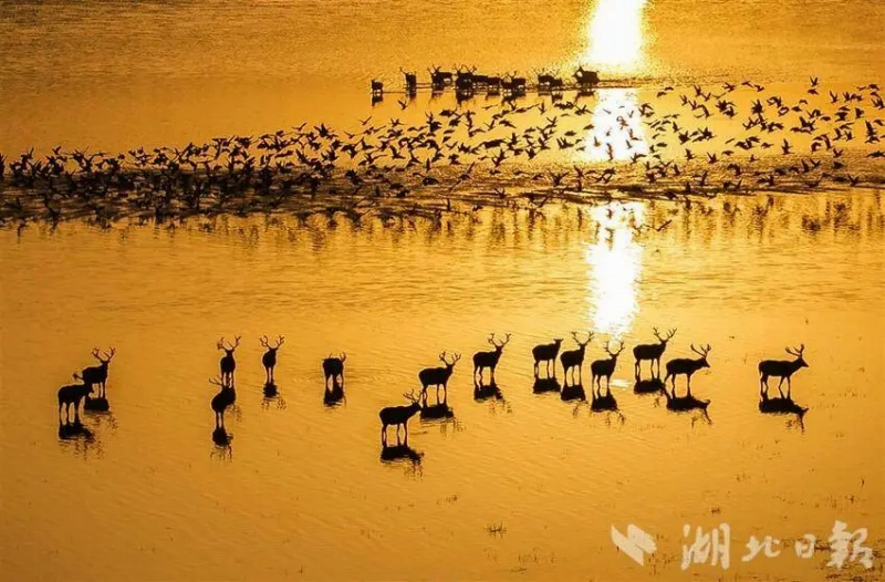 11月27日早朝、シフゾウの群れとガンの群れがコラボする絶景が広がった石首市天鵝洲の長江故道（旧河道、撮影・楊涛）。
