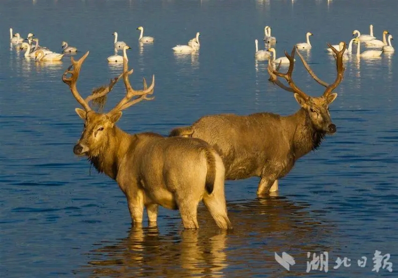 11月26日、越冬するために飛来したハクチョウの群れが泳ぐ天鵝洲の長江故道で休む2頭のシフゾウ（撮影・楊涛）。