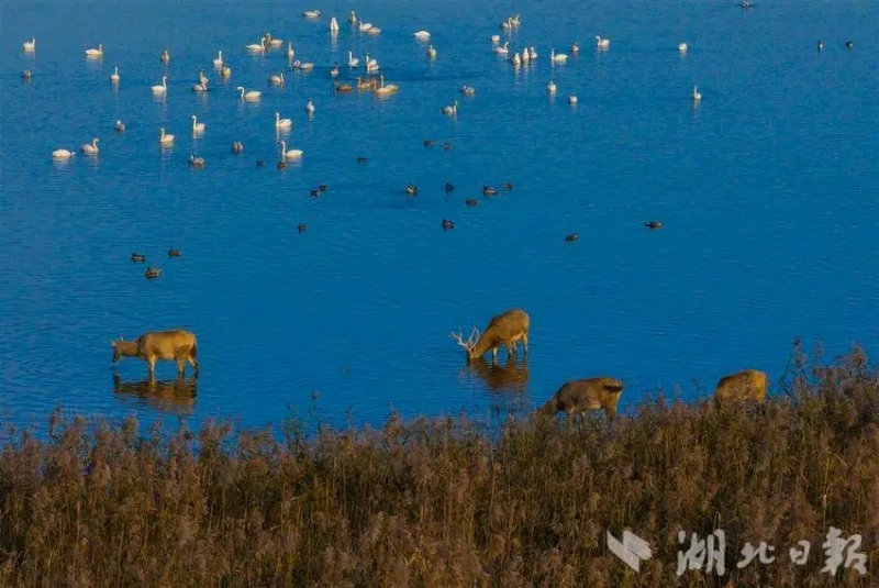 11月26日、石首シフゾウ国家級自然保護区で、のんびりと過ごすシフゾウとハクチョウ（撮影・楊涛）。