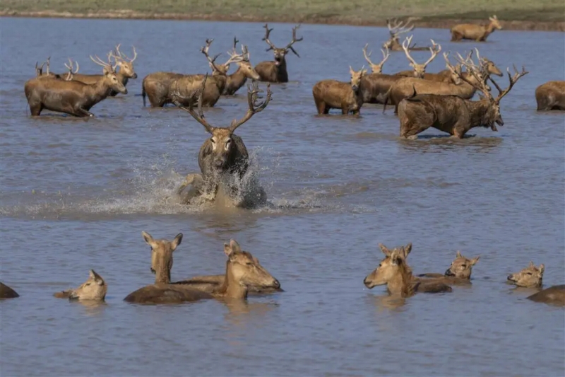 石首シフゾウ国家級自然保護区で、のんびりと過ごすシフゾウ（撮影・雷剛）。