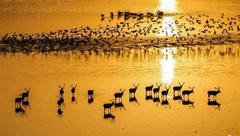 中国に再導入されて40周年迎えたシフゾウの英語名称が「MiLu」に                    湖北省石首市北部の天鵝洲の湿地にあるシフゾウ国家級自然保護区で11月27日に開催されたシフゾウの中国再導入40周年記念イベントにおいて、中国のシフゾウ保護の重要拠点である石首シフゾウ国家級自然保護区では、シフゾウが64頭から4500頭以上に激増するという、世界の注目を集める動物保護の奇跡が起きていることを明らかにした。詳細>