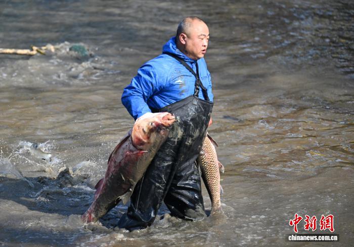 泥まみれで魚を捕まえる西渓湿地の「干塘節」開催　浙江省杭州