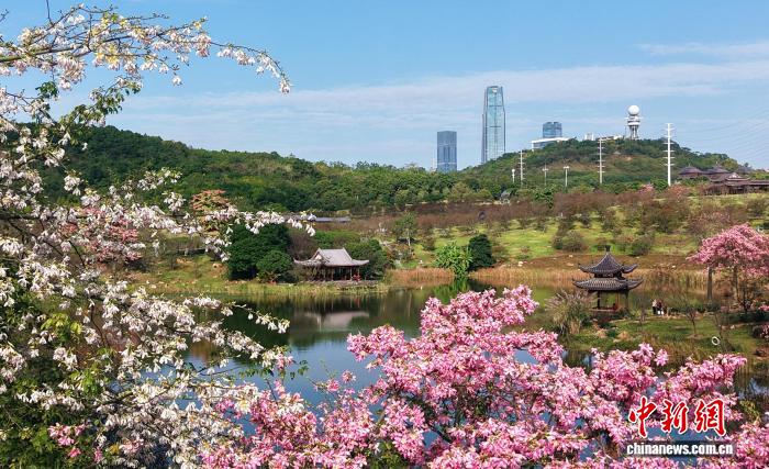 冬でもカラフルな花が満開となる広西・南寧市