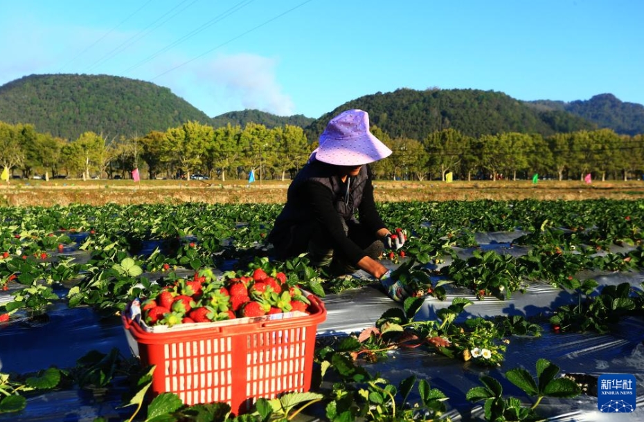 中国各地の冬の農作業風景