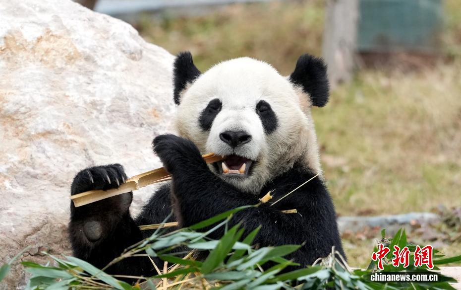 綿陽中華大熊猫苑を訪ねて　四川省