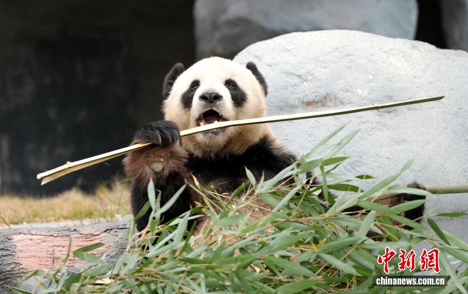 綿陽中華大熊猫苑を訪ねて　四川省