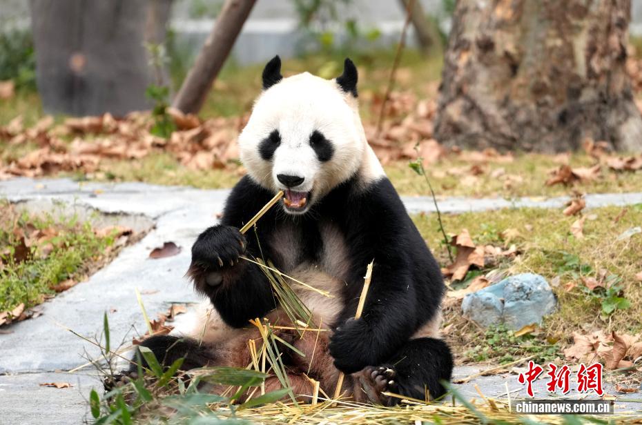 綿陽中華大熊猫苑を訪ねて　四川省