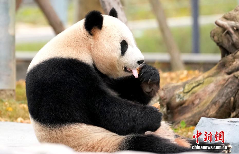 綿陽中華大熊猫苑を訪ねて　四川省