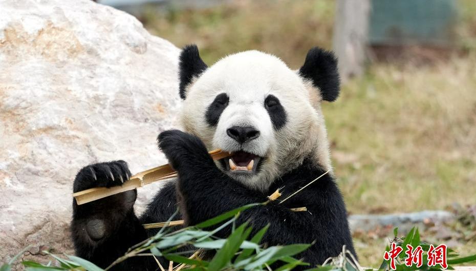 綿陽中華大熊猫苑を訪ねて　四川省                    四川省綿陽市綿陽科技城新区の鼓楼山生態公園にある「綿陽中華大熊猫苑」（中国ジャイアントパンダ保護研究センター綿陽基地）を12月21日取材に訪れた。同園は、国家林業・草原局と綿陽市政府が共同建設し、綿陽科技城新区と中国ジャイアントパンダ保護研究センターが共同で運営している。詳細>