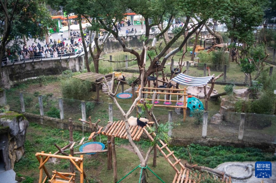 重慶動物園のパンダがリニューアルしたパンダ舎に引っ越し