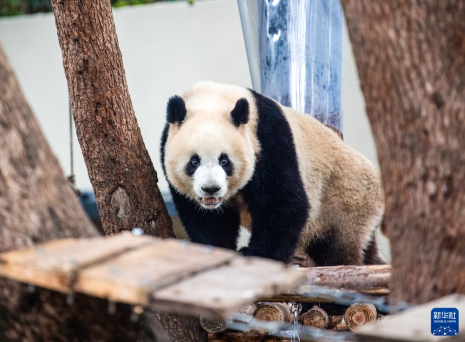 重慶動物園のパンダがリニューアルしたパンダ舎に引っ越し